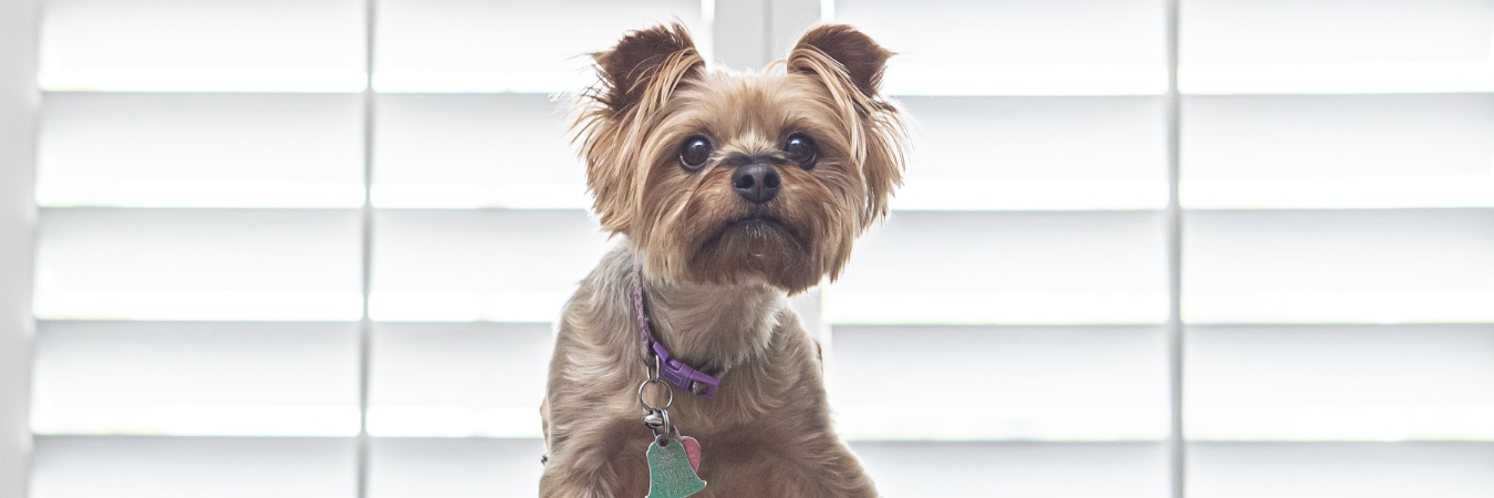 Dog in front of interior shutters in Salt Lake City